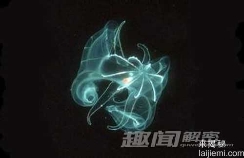 新研究提出栉水母或是地球动物祖先827 / 作者:UFO来啦 / 帖子ID:64095