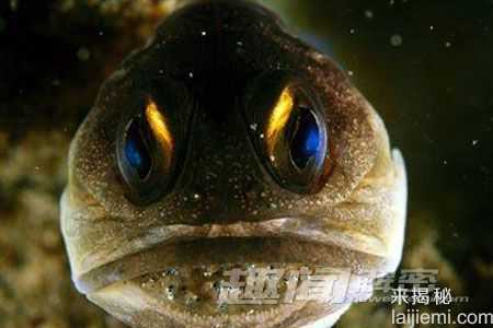 令人震撼：海洋中十大诡异的动物群像126 / 作者:UFO来啦 / 帖子ID:62044
