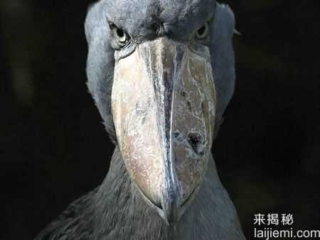 你认识几个？世界上最濒危灭绝的10大物种891 / 作者:UFO来啦 / 帖子ID:62189