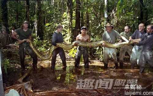 揭秘世界上让人震撼的最大动物（图）733 / 作者:UFO来啦 / 帖子ID:63945