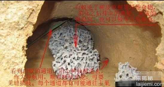 男子挖出巨型蚁穴：活捉30岁蚁后525 / 作者:UFO来啦 / 帖子ID:64981