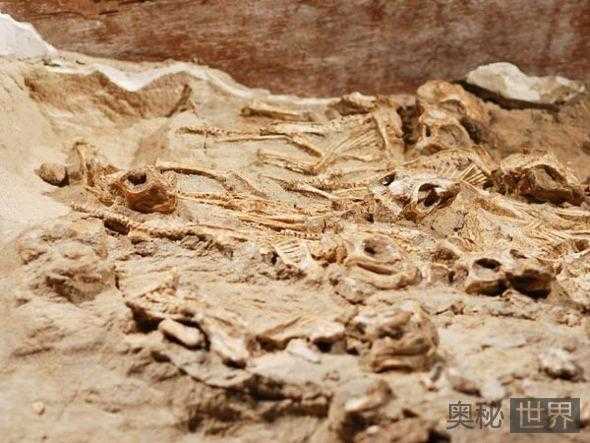 蒙古发现白垩纪巨大安氏原角龙巢穴253 / 作者:UFO来啦 / 帖子ID:65691