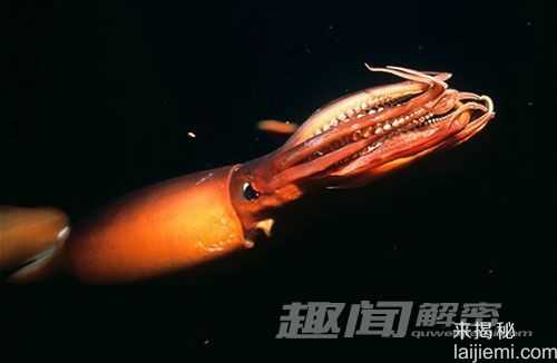 惊艳！盘点自然界十大罕见的红色动物676 / 作者:UFO来啦 / 帖子ID:63818