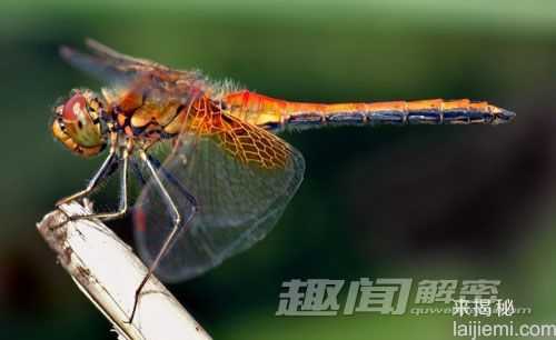 大开眼界！盘点10种身怀绝技的昆虫645 / 作者:UFO来啦 / 帖子ID:63343