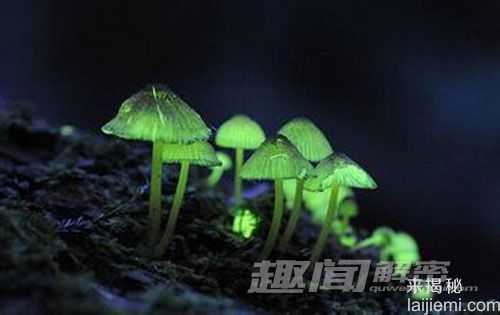 日本惊现会发绿光的蘑菇954 / 作者:UFO来啦 / 帖子ID:64117