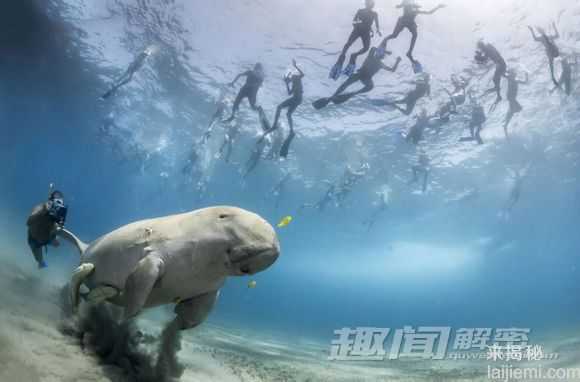 动物捕猎精彩瞬间-鳄鱼残忍吞食海龟977 / 作者:UFO来啦 / 帖子ID:62369