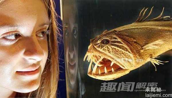 十大最恐怖的海底&amp;quot;怪物&amp;quot;：海蛾鱼锋利巨齿556 / 作者:UFO来啦 / 帖子ID:62368