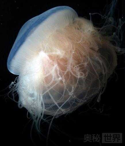 美国发现新种水母：粉红色吝啬鬼577 / 作者:UFO来啦 / 帖子ID:65508