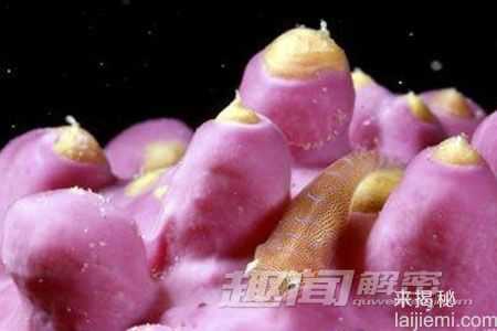 令人震撼：海洋中十大诡异的动物群像472 / 作者:UFO来啦 / 帖子ID:62044