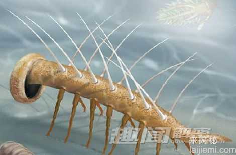 怪诞虫:5亿年前神秘古生物首次露脸989 / 作者:UFO外星人爱好者 / 帖子ID:59871 怪诞虫:5亿年前神秘古生物首次露脸989 / 作者:UFO外星人爱好者 / 帖子ID:59871