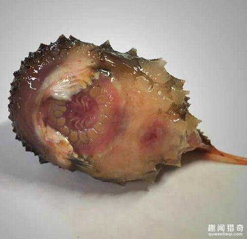 战斗民族渔夫分享了他捕获的各种珍奇深海生物，这根本就是异形吧！238 / 作者:UFO来啦 / 帖子ID:63862