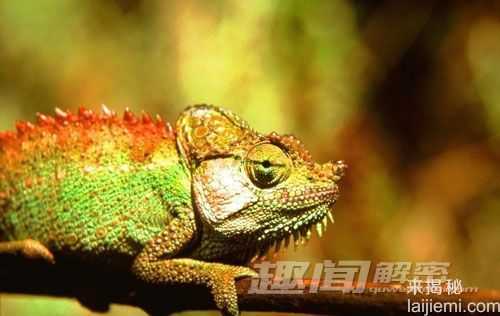 揭秘变色龙神奇的变色能力1000 / 作者:UFO来啦 / 帖子ID:63961