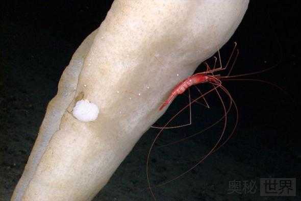 印尼深海的奇异生物73 / 作者:UFO来啦 / 帖子ID:62564