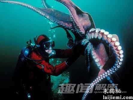 深海中的霸主！那些被发现的巨型海怪329 / 作者:UFO外星人爱好者 / 帖子ID:58637