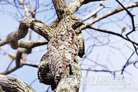 动物届十大伪装高手 这技术太强大了899 / 作者:UFO来啦 / 帖子ID:62351