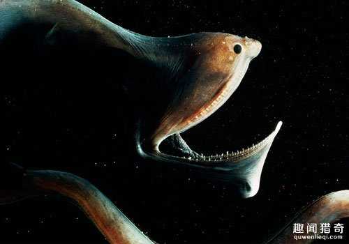 海底恐怖怪鱼大盘点：你见过几个？880 / 作者:UFO外星人爱好者 / 帖子ID:58883