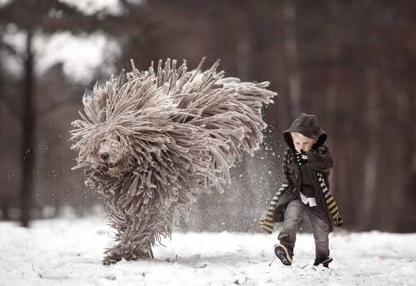 俄罗斯牧羊犬雪地撒欢秒变“拖把”27 / 作者:UFO来啦 / 帖子ID:66400