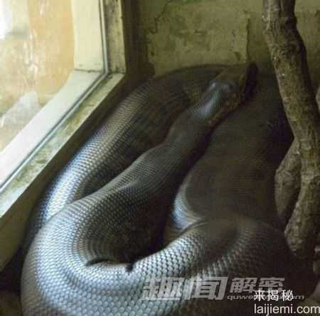 不可思议！辽宁竟挖出140岁蛇精(组图)802 / 作者:UFO来啦 / 帖子ID:61351