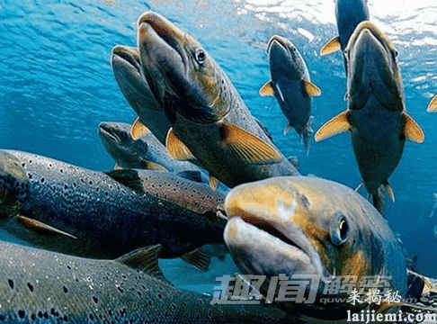 揭秘：十种具有神奇超能力的动物815 / 作者:UFO来啦 / 帖子ID:64031