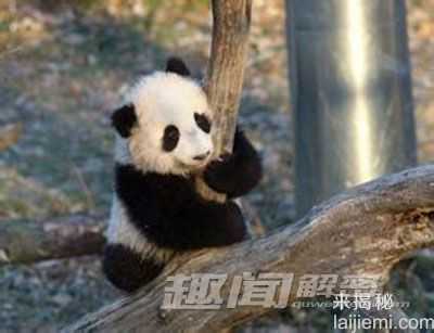 以卖萌为生的熊猫 是怎样成为国宝的463 / 作者:UFO来啦 / 帖子ID:62092