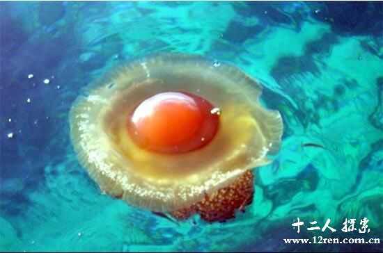蛋黄水母：看起来美味，实则毒性超强453 / 作者:UFO来啦 / 帖子ID:65720