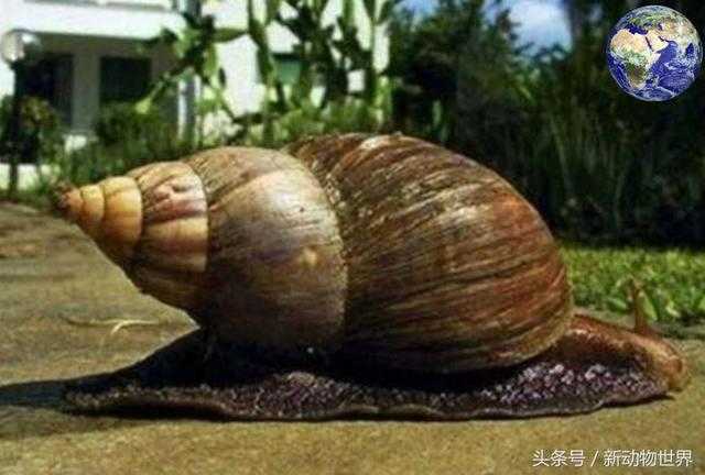 非洲大蜗牛：世界上最大的蜗牛，比乌龟还要大，一只卖2000元951 / 作者:UFO来啦 / 帖子ID:66121