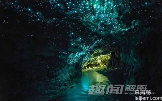 盘点自然界中的十大发光生物：水母居首位184 / 作者:UFO来啦 / 帖子ID:65174