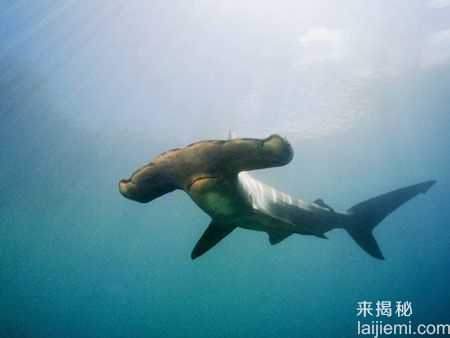 盘点：亚马逊河流中十大最可怕的动物4 / 作者:UFO来啦 / 帖子ID:65211
