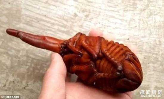 男子发现超怪异生物  这外形没法直视380 / 作者:UFO外星人爱好者 / 帖子ID:58014