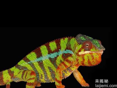 揭变色龙变色之谜-纳米晶体控制光线折射44 / 作者:UFO外星人爱好者 / 帖子ID:59440