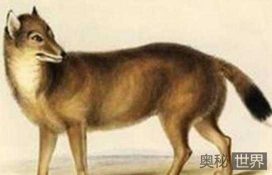 真实存在过的史前世界十大怪兽465 / 作者:UFO来啦 / 帖子ID:65253