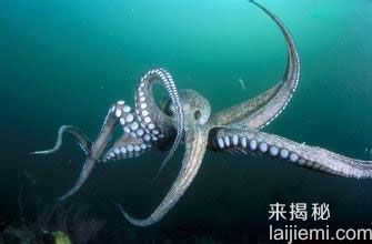 哪些动物的记忆是远超人类的？98 / 作者:UFO来啦 / 帖子ID:62804