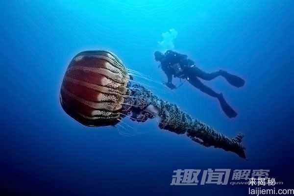 1.5米巨型水母惊现海岸 造成渔民困扰675 / 作者:UFO来啦 / 帖子ID:61121