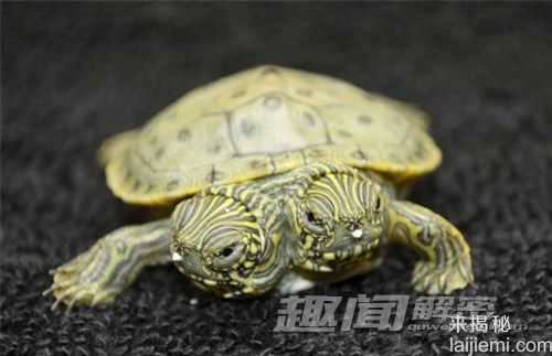 美国惊现连体双头龟 活像银元宝610 / 作者:UFO爱好者 / 帖子ID:66799