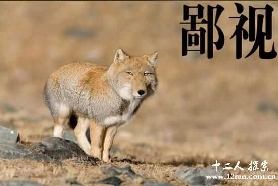 高山地区哺乳动物藏狐，一夜之间成了表情包帝(附图)334 / 作者:UFO来啦 / 帖子ID:66207