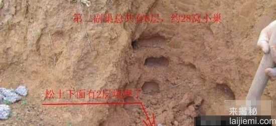 男子挖出巨型蚁穴：活捉30岁蚁后626 / 作者:UFO来啦 / 帖子ID:64981