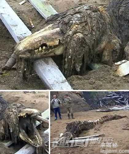 盘点世界上那些奇特的海滩怪兽(图)106 / 作者:UFO来啦 / 帖子ID:65053
