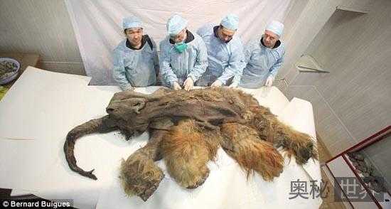 科学家从猛犸毛发中提取完整DNA80 / 作者:UFO爱好者 / 帖子ID:66745 科学家从猛犸毛发中提取完整DNA80 / 作者:UFO爱好者 / 帖子ID:66745