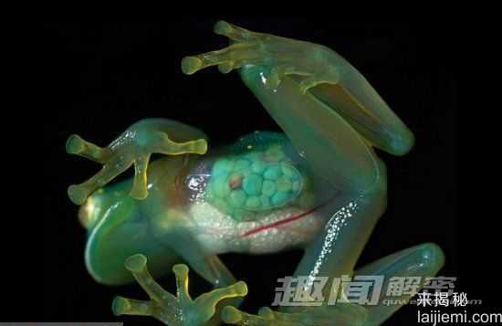 秘鲁惊现太吓人最小青蛙 揭5大奇特怪物997 / 作者:UFO来啦 / 帖子ID:65374