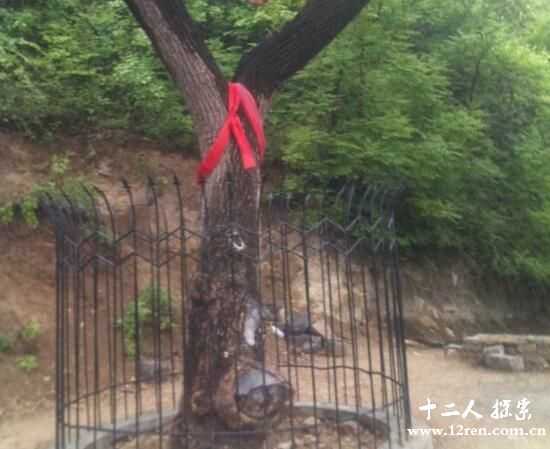 降龙木能驱毒治病，一株降龙木价格比黄金还高428 / 作者:UFO外星人爱好者 / 帖子ID:60096
