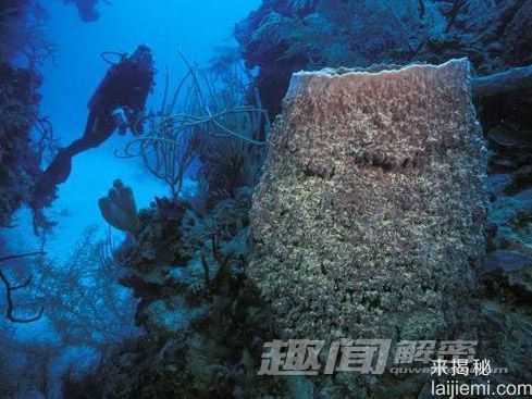 你所不知道的 十大吞食阳光的稀奇生物930 / 作者:UFO来啦 / 帖子ID:62201
