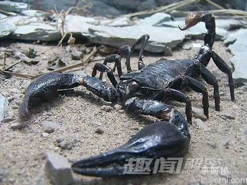 毛骨悚然动物大盘点：恶魔的恐怖化身582 / 作者:UFO来啦 / 帖子ID:64559