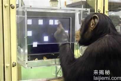 全球高智商动物：猪与黑猩猩不相上下266 / 作者:UFO来啦 / 帖子ID:62231