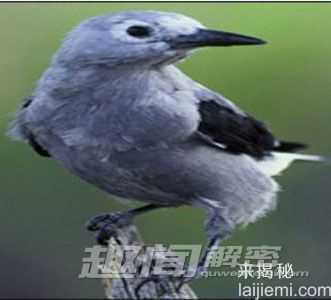 哪些动物的记忆是远超人类的？291 / 作者:UFO来啦 / 帖子ID:62804