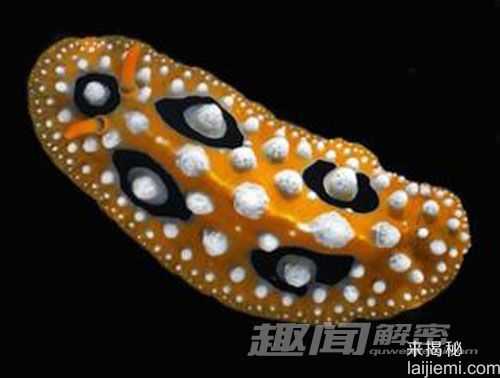 甲壳类稀奇新物种 横行霸道“雪人”螃蟹677 / 作者:UFO来啦 / 帖子ID:64973