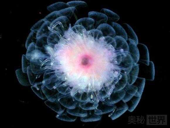 新发现的奇特物种：雪人蟹，冰海天使，鱿鱼蠕虫，胖头杜父鱼，毒海蛤蝓772 / 作者:UFO来啦 / 帖子ID:64086