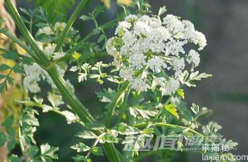 冷血杀手！十大杀人于无形的“蛇蝎美人”1 / 作者:UFO来啦 / 帖子ID:62290