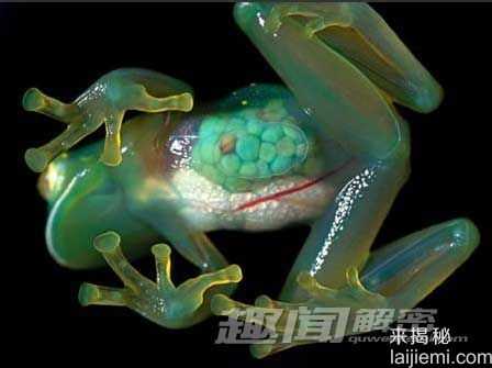 全球十大透明动物大揭密-罕见玻璃蛙456 / 作者:UFO来啦 / 帖子ID:62144