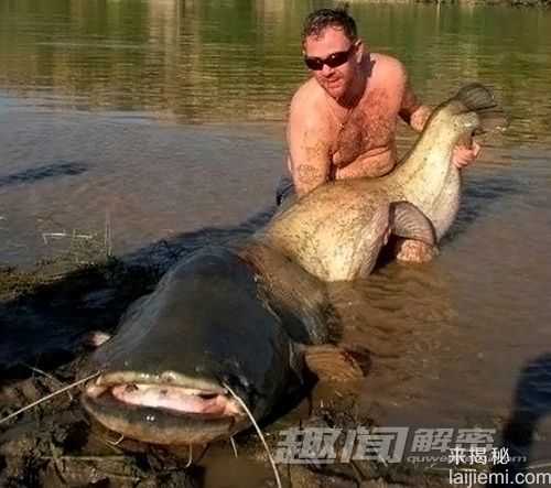杀人于无形！世界上十种最可怕的淡水动物882 / 作者:UFO来啦 / 帖子ID:64289