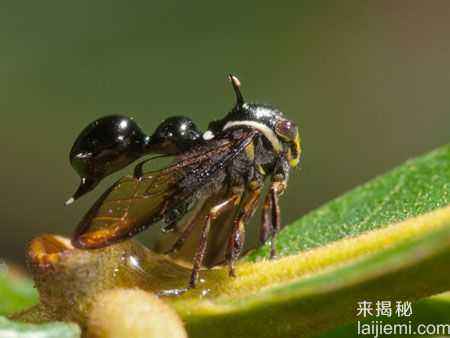 变化多端的角蝉：模拟真菌感染昆虫形态390 / 作者:UFO来啦 / 帖子ID:62659
